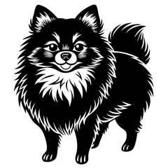Pomeranian dog Silhouette on white background on Vector and illustration