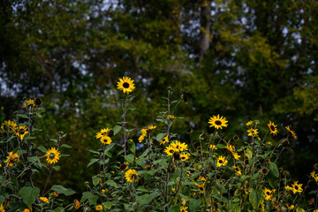 Fall celebration with cheerful bright yellow sunflowers blooming against a green foliage background, fresh air in nature 
