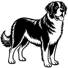 Silhouette Saint Bernard Dog Vector and illustration on white Background