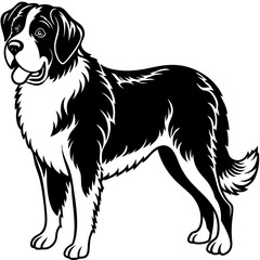 Silhouette Saint Bernard Dog Vector and illustration on white Background