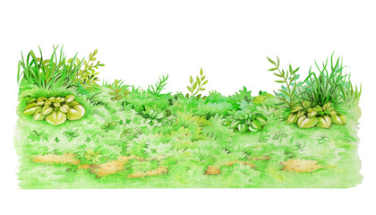 Spring season green grass background on white background. Hand drawn watercolor illustration. Lush grassy ground countryside meadow landscape element. Various plants growing on the ground