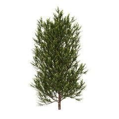 Free PNG 3d illustration of Acmena-smithii-Minipilly tree frontal isolated transparent background perfectly cutout high resolution	
