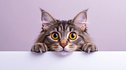 A curious cat peeks over a white surface with large, expressive eyes.