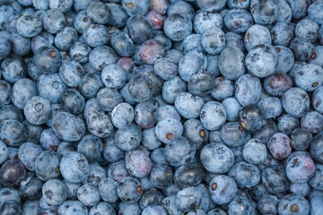 close up on fresh blueberry as food background      