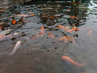 Bandung, Indonesia, December 12 2024, close up of various fish in a clear water pool in Arjasari, Bandung Regency, West Java. Beautiful, colorful, various types, Isolated black, bokeh backgrounds