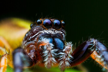 A beautiful close up macro shot of a jumping spiders eyes in full detail