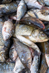 Freshly Caught Fish Displayed in a Bountiful Arrangement