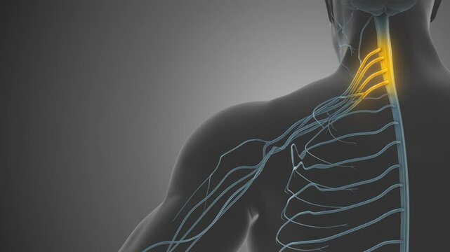 Brachial Plexus Network Medical Concept