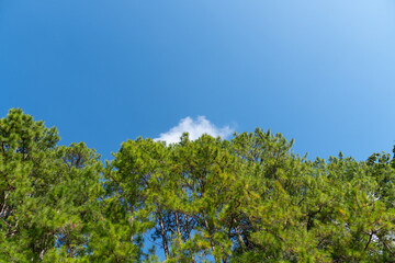 Tops of the branches and leaves cover the lush green. Under the bright sky.