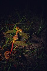 Patikan kebo plant with red stem in natural environment.