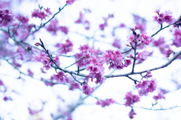 Abstract background of pink cherry blossoms on bare branches against a blurred, light background. Focus is soft. Creating a dreamy spring like feel. Delicate and floral.