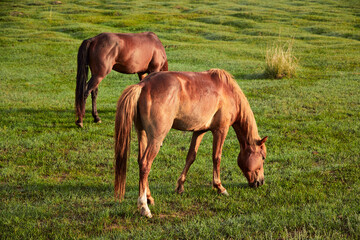 Horses grazing on the grassland in the early morning at Kulun Nur Scenic Area, Guyuan County, Hebei Province