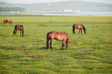 Obraz premium Horses grazing on the grassland in the early morning at Kulun Nur Scenic Area, Guyuan County, Hebei Province