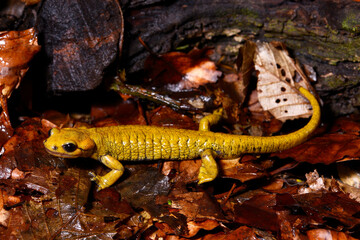 Spanischer Feuersalamander // Fire salamander (Salamandra salamandra alfredschmidti)  - Tendi-Tal, Asturien, Spanien