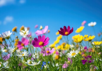 Obraz premium Vibrant Colorful Flower Field Under Bright Blue Sky with White Clouds and Gentle Breeze Showcasing Nature’s Beauty and Serenity in a Picturesque Landscape