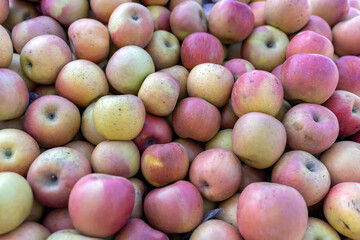 Freshly Harvested Apples in Abundant Cluster for Farm-to-Table Appeal