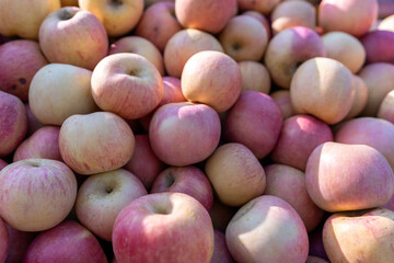 Freshly Harvested Apples in Vibrant Colorful Bounty