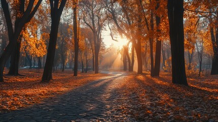 Beautiful autumn scenery in park. Outdoor photography in sunrise light
