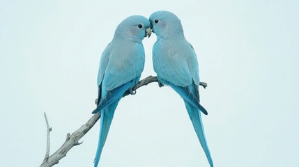 Two light blue parakeets facing each other on a branch.