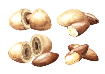 Baru nuts set. Watercolor hand drawn illustration, isolated on white background