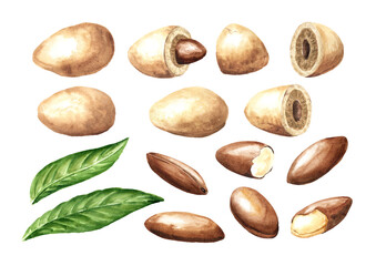 Baru nuts set. Watercolor hand painted illustration, isolated on white background