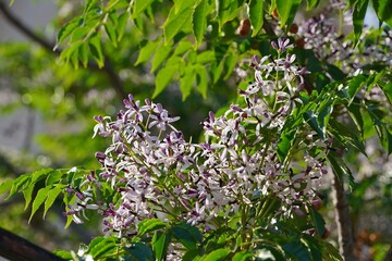 Chinaberry, or Melia Azedarach tree, leaves and flowers at springtime