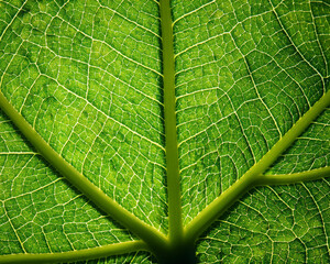 A close-up of a green leaf with complex veins and texture against a background of nature isolation.