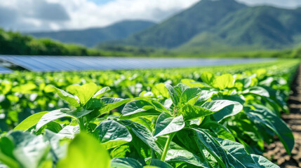 Obraz premium Renewable energy meets agriculture: solar panels overlooking lush green crop fields