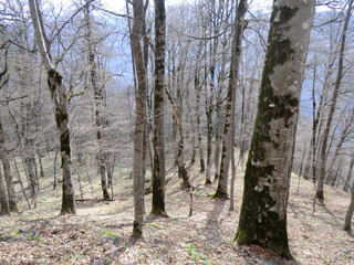 Ancient plane tree forest in Azerbaijan in autumn