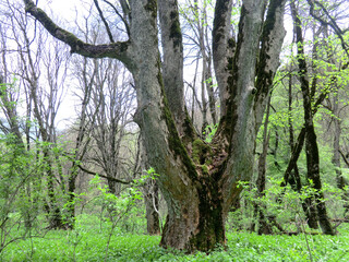 A 4-branched tree in the middle of the forest