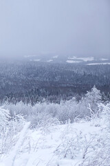 Snow-covered trees, winter landscape. Snow-covered trees background. The branches of the trees are covered with white frost. 