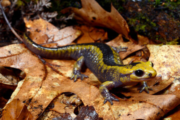 Feuersalamander // Fire salamander (Salamandra salamandra alfredschmidti)  - Tendi-Tal, Asturien, Spanien
