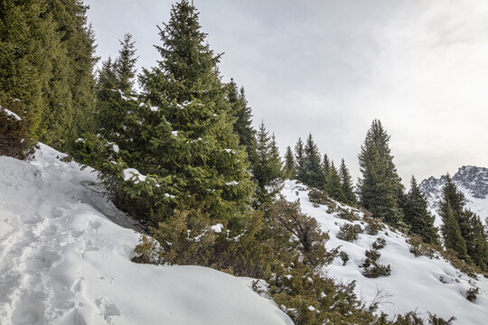 snow covered trees in mountains