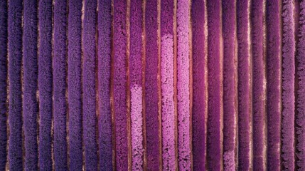 Lavender Field in Full Bloom Under Bright Sunny Sky