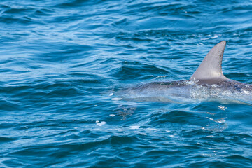 Fototapeta premium Dolphins swimming in the wild, Matsushima, Japan.