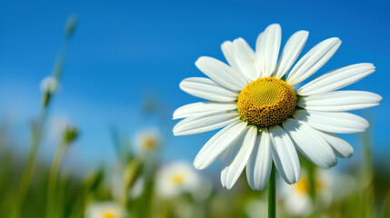 A close-up of a daisy flower against a clear blue sky, showcasing its white petals and yellow center, surrounded by greenery.