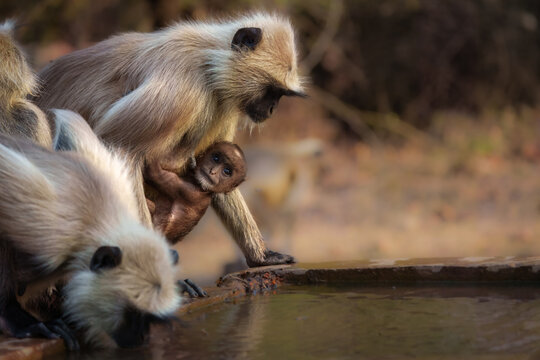 A Gray Langur holding her baby and drinking water at Panna Tiger Reserve, Madhya pradesh, India