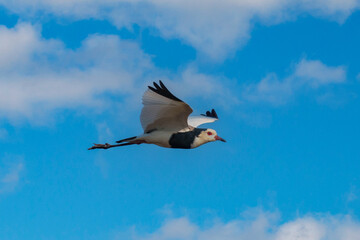Long-toed Lapwing, Vanellus crassirostris, grey white black bird flying, Okavango delta in Botswana. Wildlife scene from nature. 