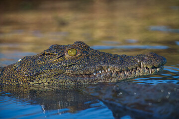 Nile crocodile (Crocodylus niloticus) is a large crocodilian native to freshwater habitats in Africa, where it is present in 26 countries.