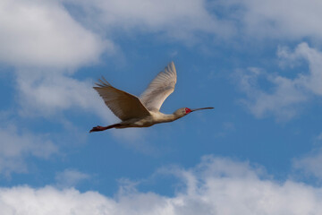 Closeup of a African Spoonbill, Platalea alba, in flight