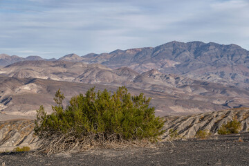 Ubehebe Craters / maar and tuff ring, volcanic. Death Valley National Park, California. Mojave Desert / Basin and Range Province. Larrea tridentata, creosote bush, greasewood, chaparral

