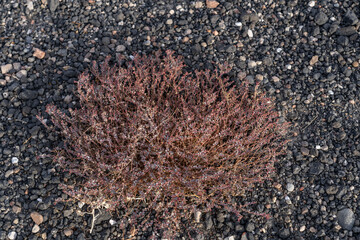 Euphorbia parishii,  Parish's sandmat, Ubehebe Craters / maar and tuff ring, volcanic. Death Valley...