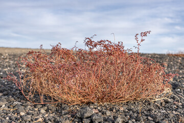 Euphorbia parishii,  Parish's sandmat, Ubehebe Craters / maar and tuff ring, volcanic. Death Valley National Park, California. Mojave Desert / Basin and Range Province.