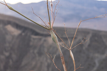 Ubehebe Craters / maar and tuff ring, volcanic. Death Valley National Park, California. Mojave...