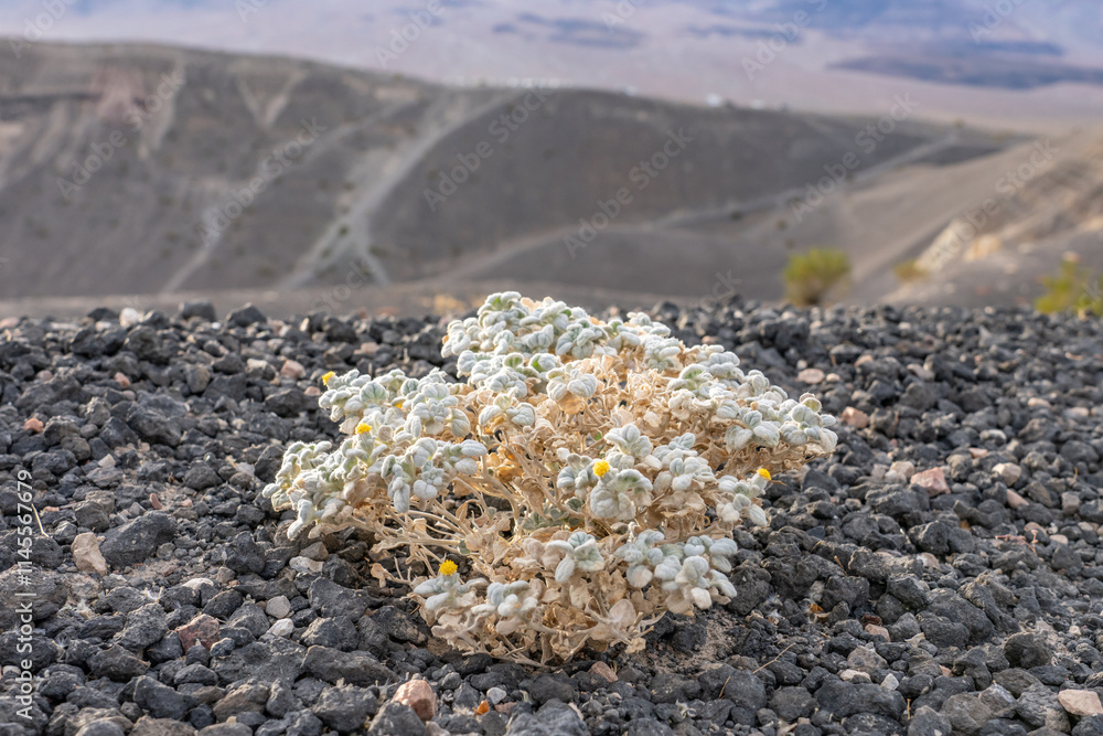 Wall mural Ubehebe Craters / maar and tuff ring, volcanic. Death Valley National Park, California. Mojave Desert / Basin and Range Province. Psathyrotes ramosissima，velvet turtleback, or turtleback.