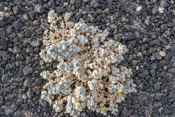 Ubehebe Craters / maar and tuff ring, volcanic. Death Valley National Park, California. Mojave Desert / Basin and Range Province. Psathyrotes ramosissima，velvet turtleback, or turtleback.