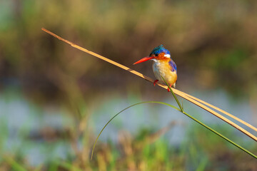 The malachite kingfisher (Corythornis cristatus) is a river kingfisher which is widely distributed in Africa south of the Sahara. 