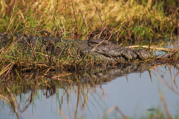Nile crocodile (Crocodylus niloticus) is a large crocodilian native to freshwater habitats in Africa, where it is present in 26 countries.