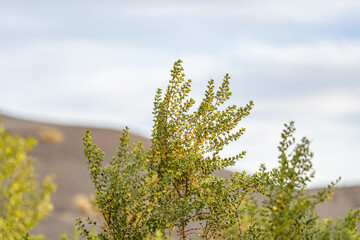 Ubehebe Craters / maar and tuff ring, volcanic. Death Valley National Park, California. Mojave Desert / Basin and Range Province. Larrea tridentata, creosote bush, greasewood, chaparral
