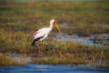 Yellow-billed Stork (Mycteria ibis) feeding on fish in a shallow lagoon created during rainy season in Chobe park Botswana